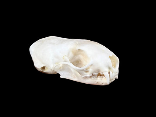 American Mink Skull