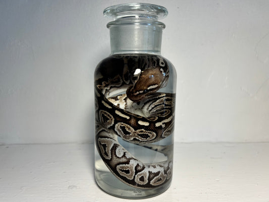 Ball Python Wet Specimen
