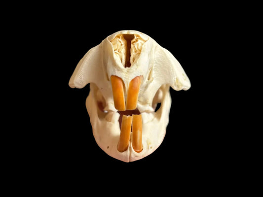 North American Beaver Skull - Small