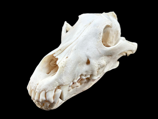Wolf Skull - Geriatric