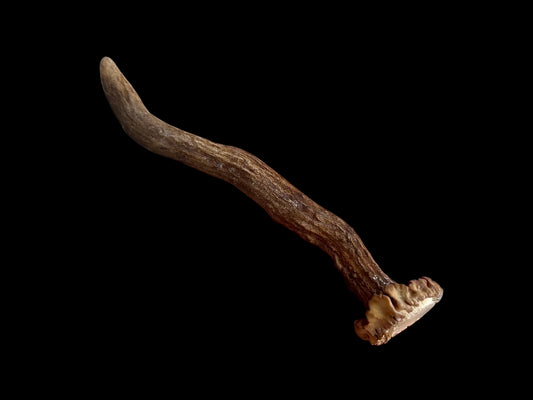 Roe Deer Antler - Small