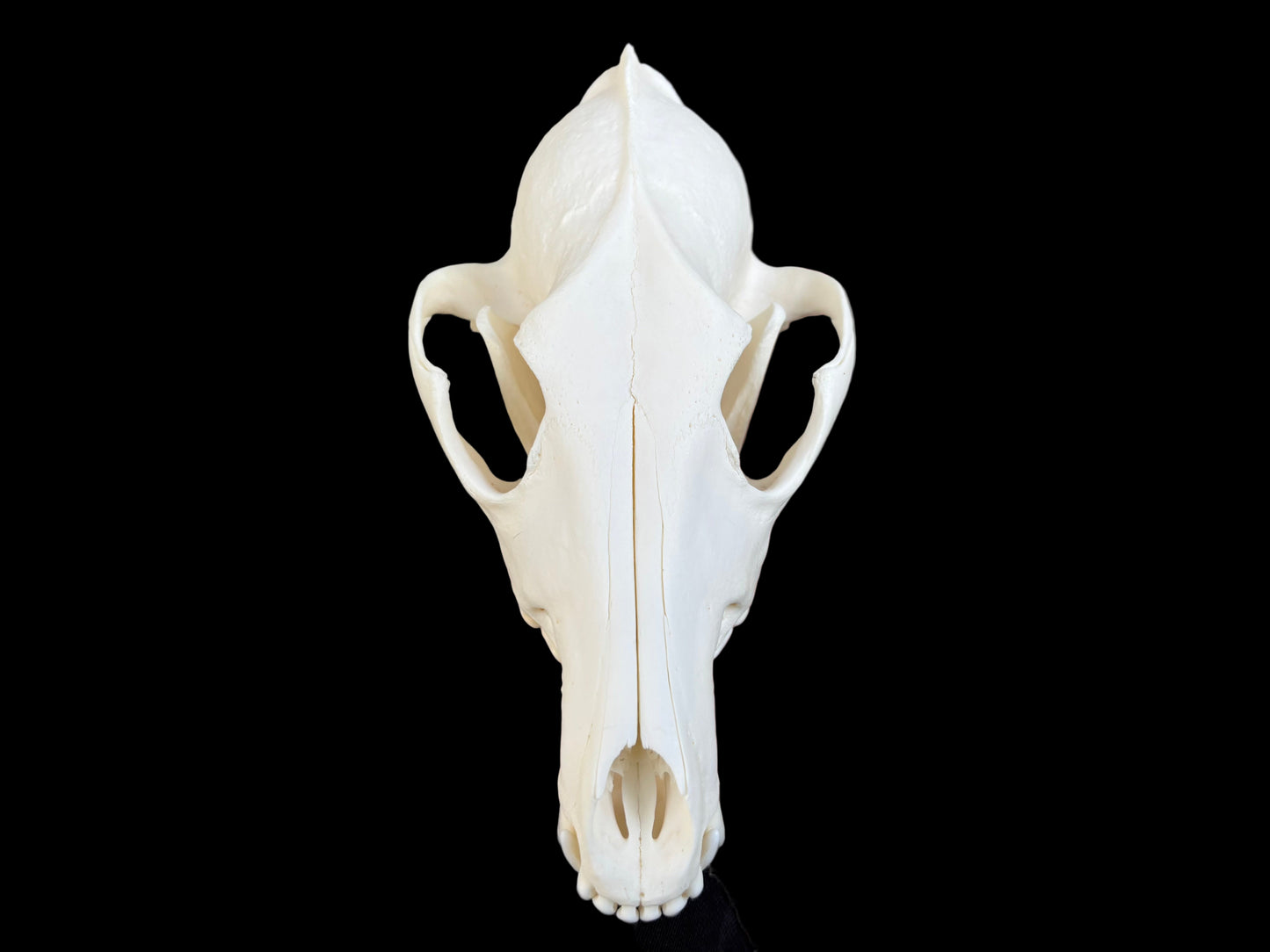 Coyote Skull