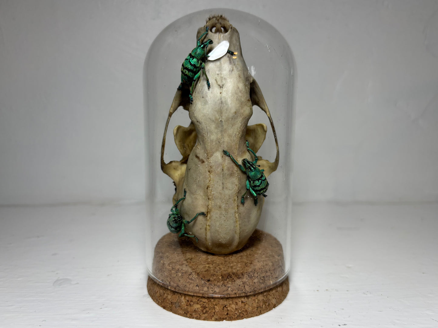 Pine Marten Skull with Weevuls