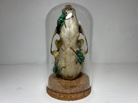 Pine Marten Skull with Weevuls