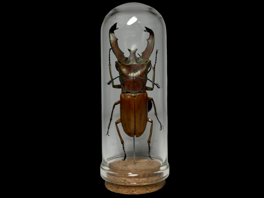 Stag Beetle