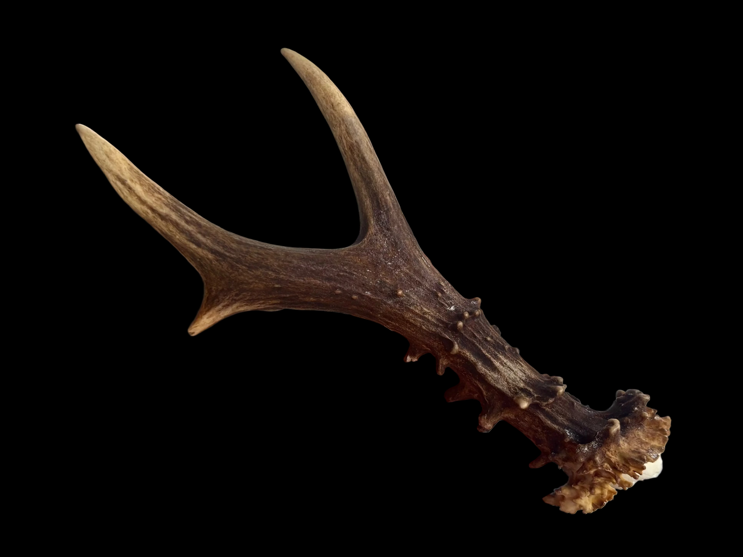 Roe Deer Antler - Large