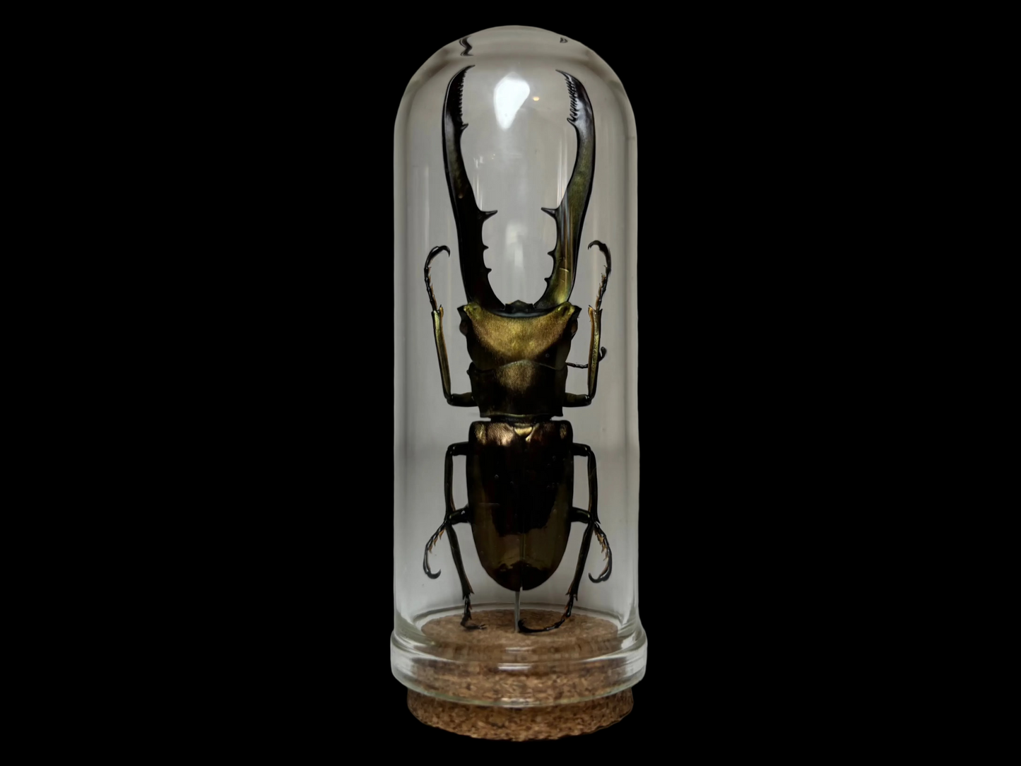 Metallic Stag Beetle