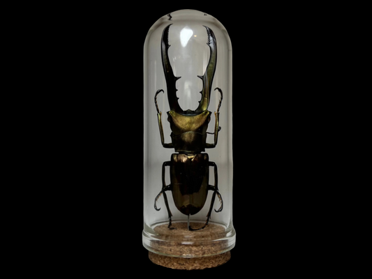 Metallic Stag Beetle