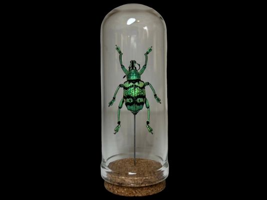 Turquoise Weevil