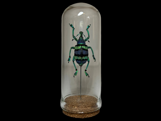 Blue Weevil