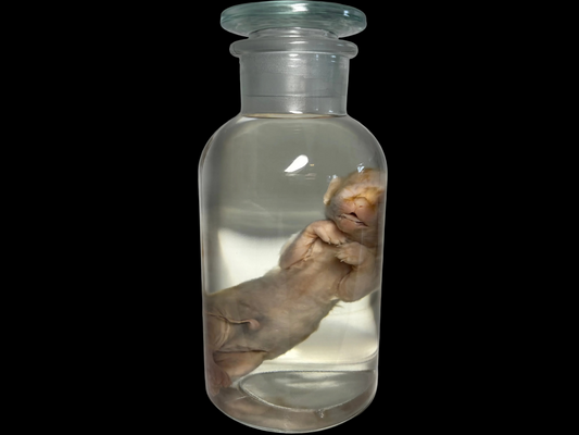 Fetal Kitten Wet Specimen