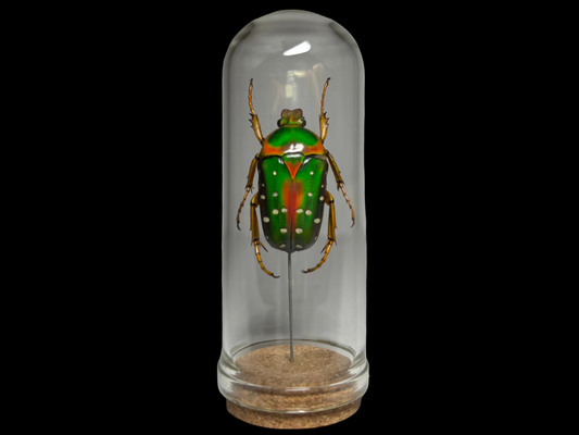 Spotted Flower Beetle