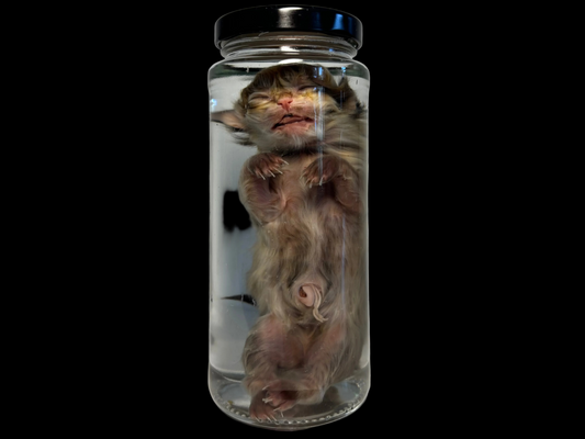 Fetal Kitten Wet Specimen