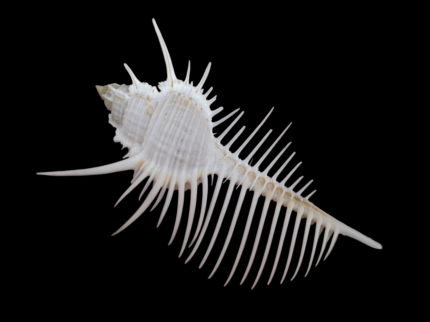 Venus Comb Shell