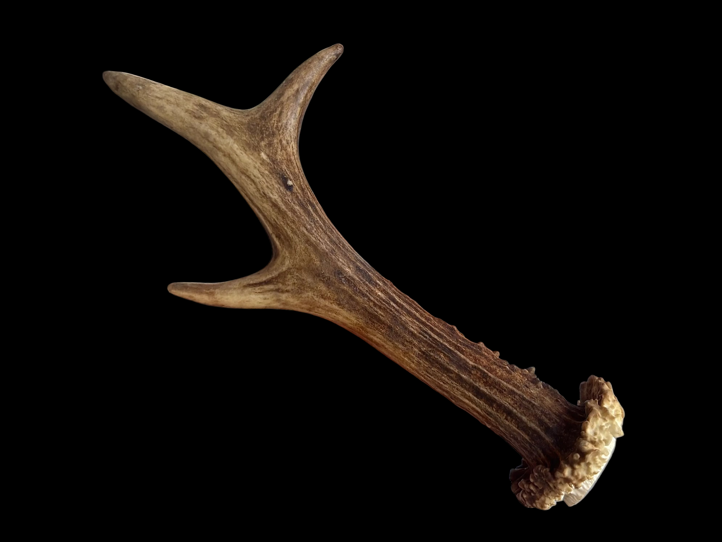 Roe Deer Antler - Large