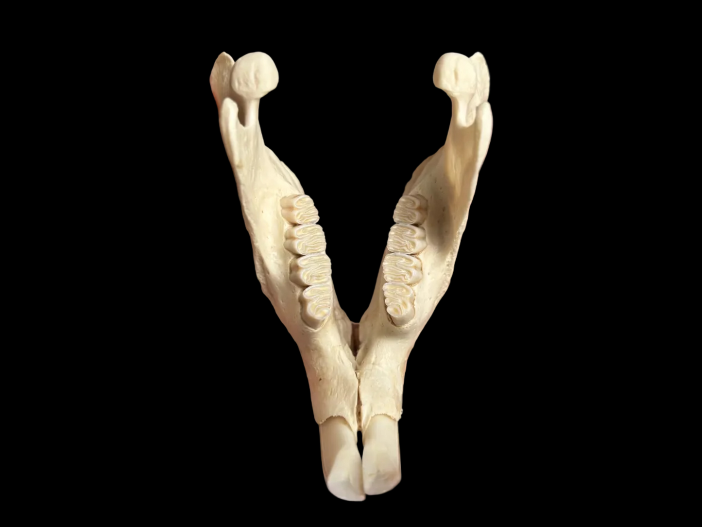North American Beaver Jaw