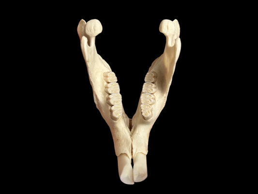 North American Beaver Jaw