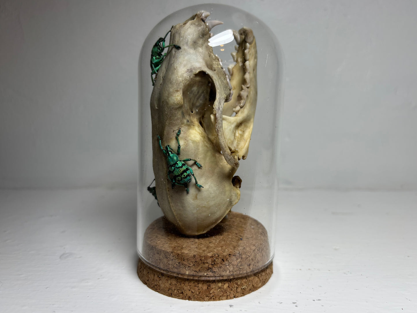 Pine Marten Skull with Weevuls