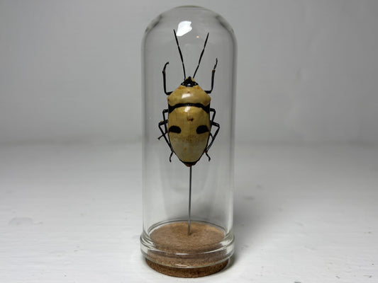 Death’s Head Bug