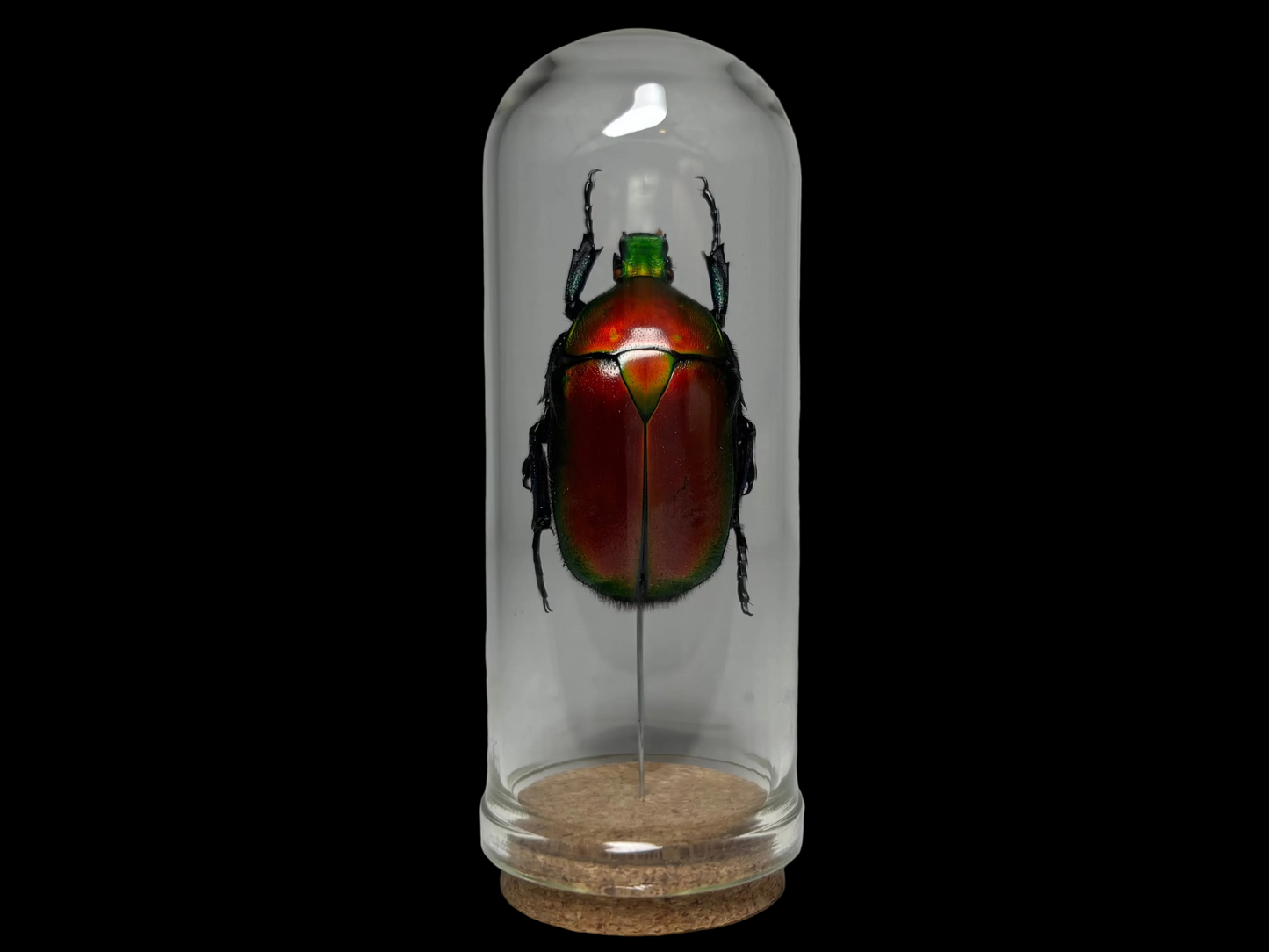 Flower Chafer Beetle