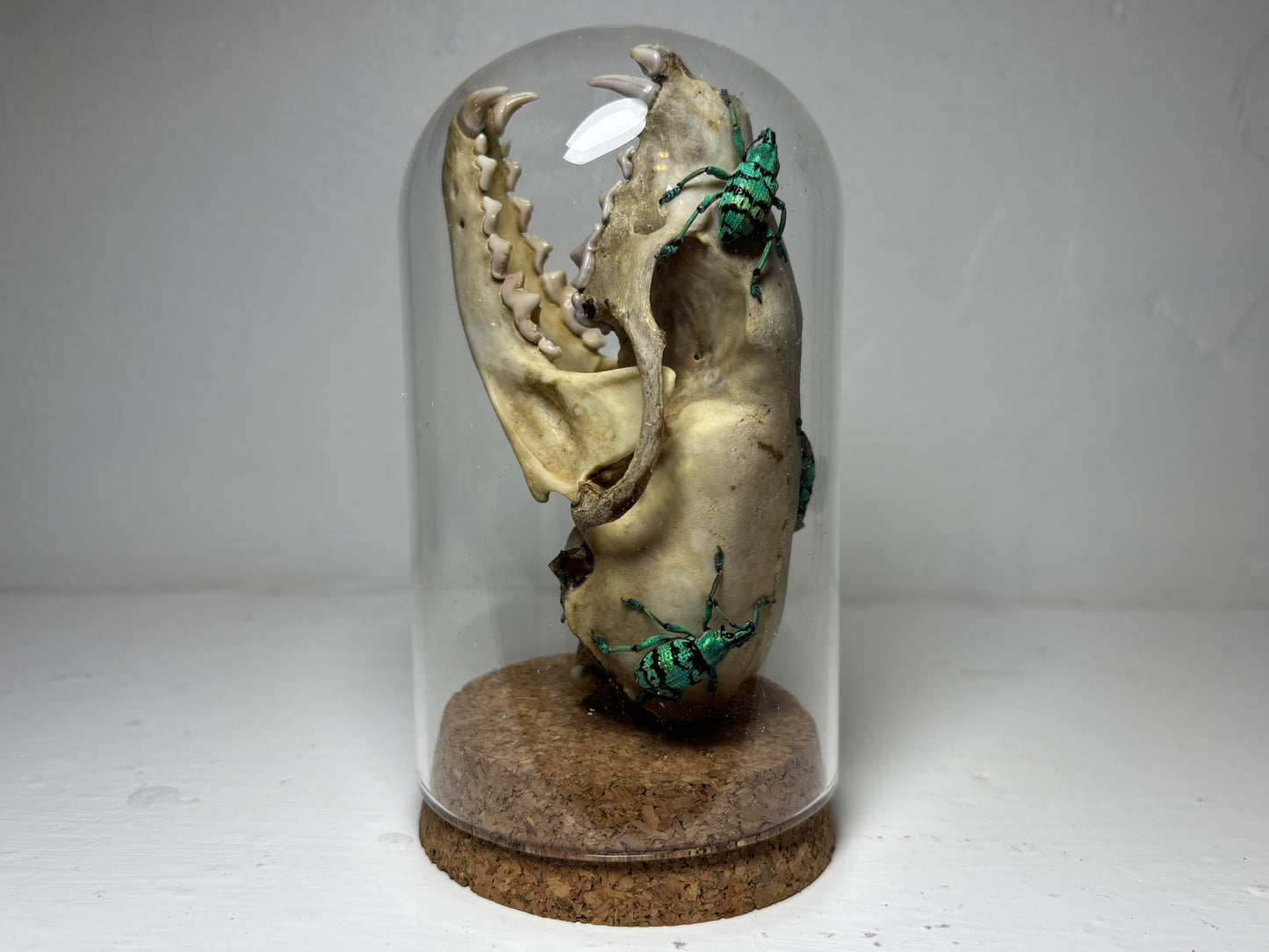 Pine Marten Skull with Weevuls