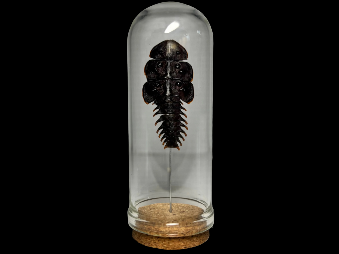 Trilobite Beetle