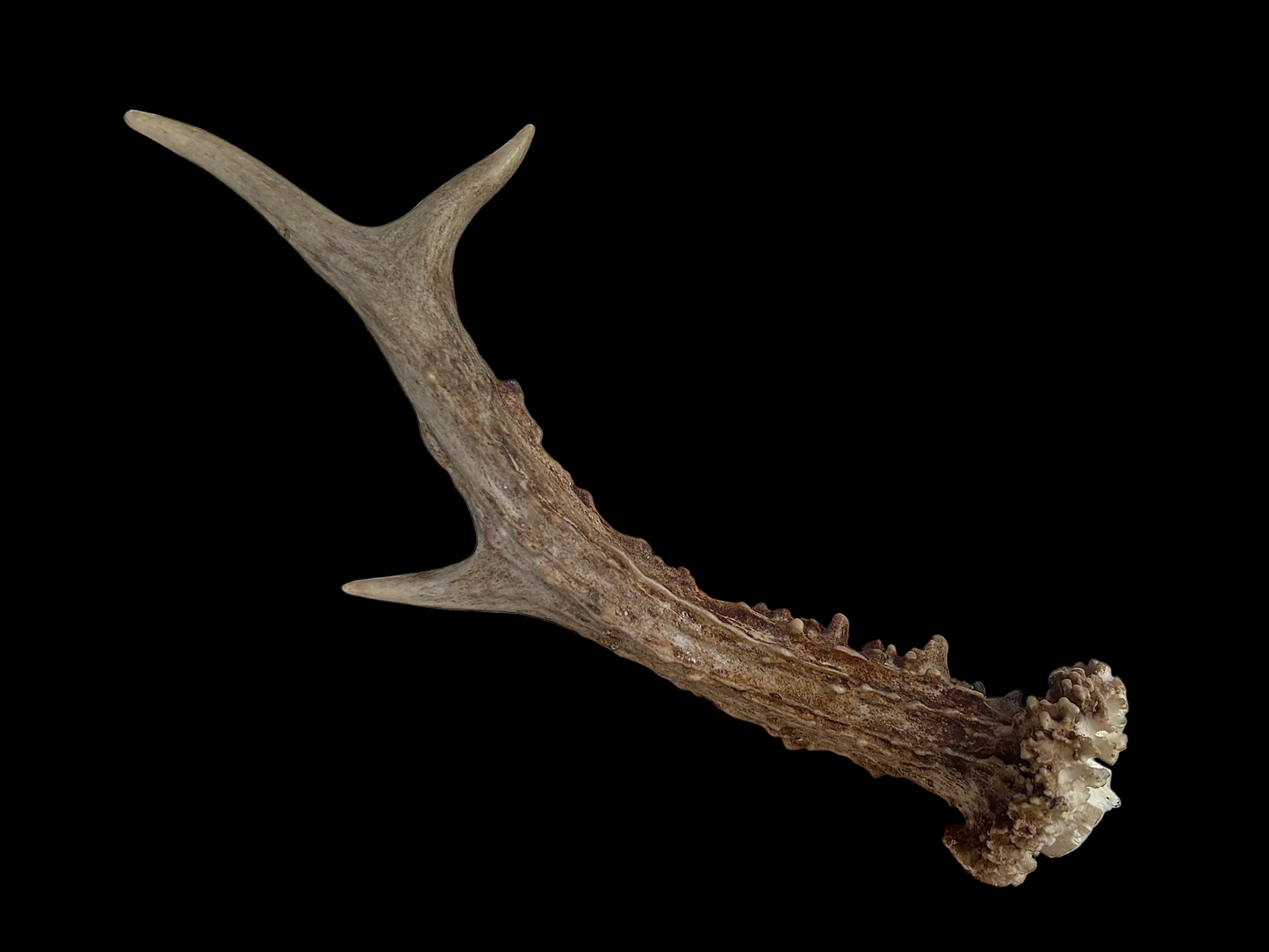 Roe Deer Antler - Large