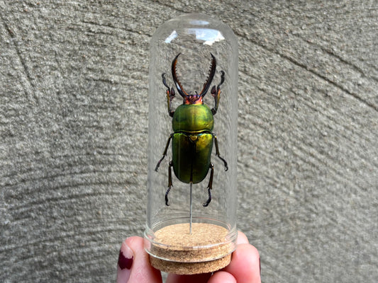 New Guinea Stag Beetle