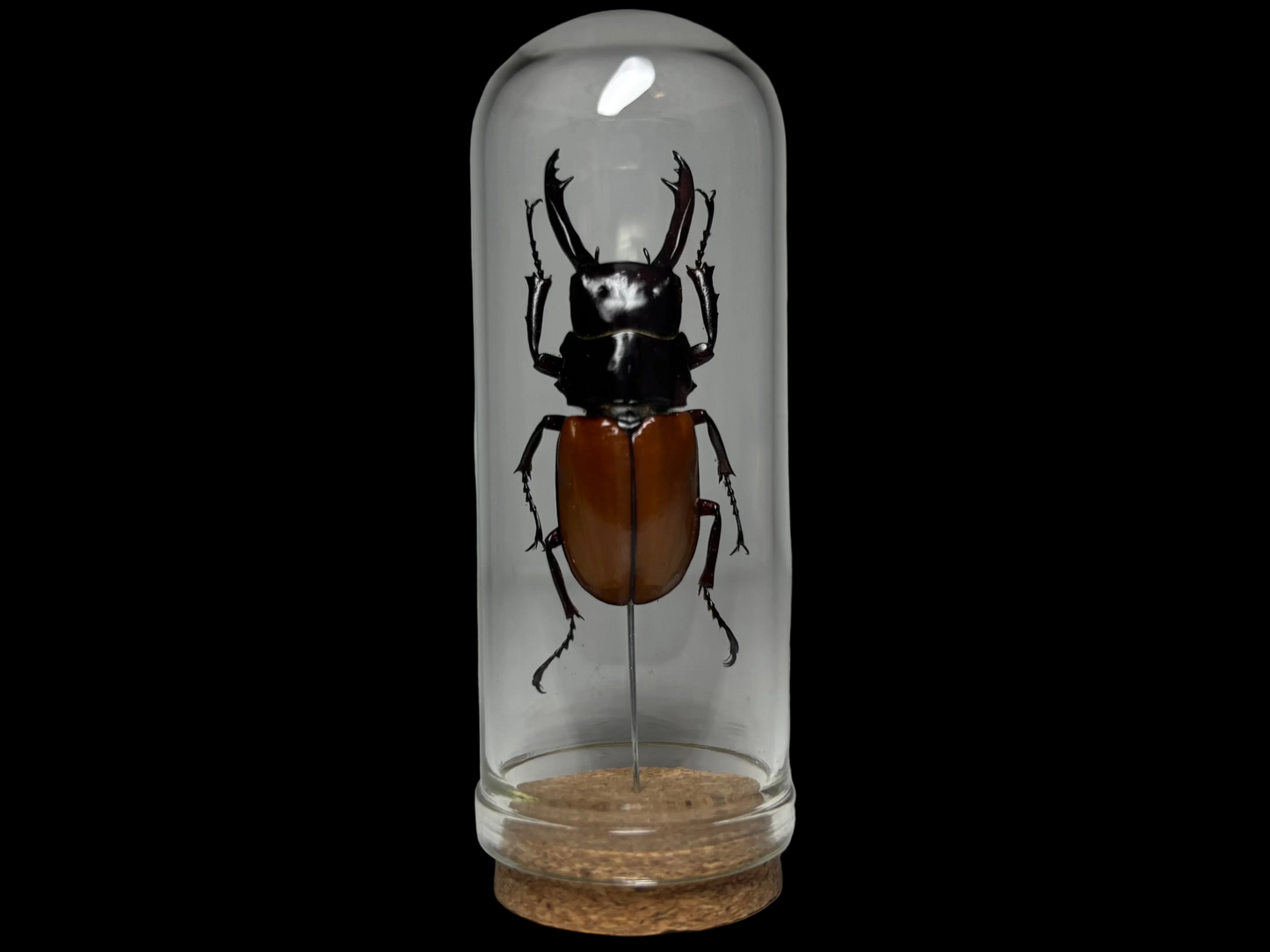 Stag Beetle