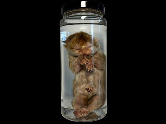 Fetal Kitten Wet Specimen