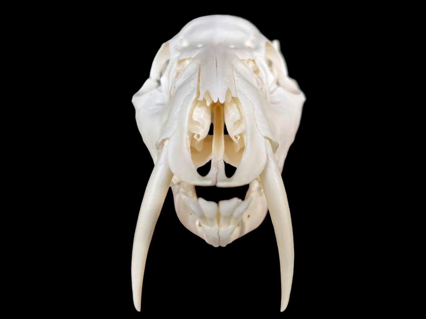 Chinese Water Deer Skull