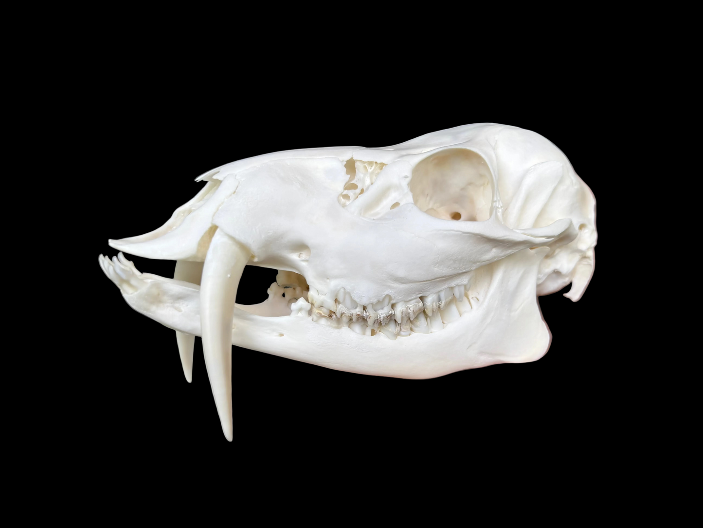 Chinese Water Deer Skull