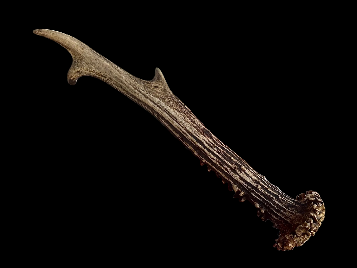 Roe Deer Antler - Large