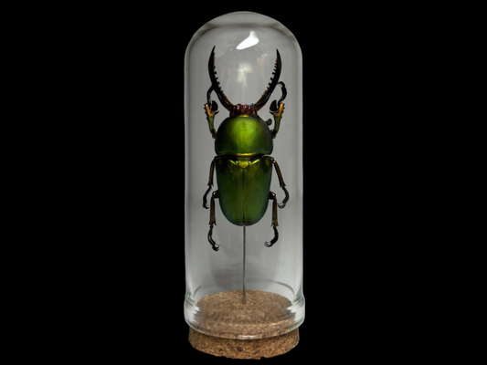 New Guinea Stag Beetle
