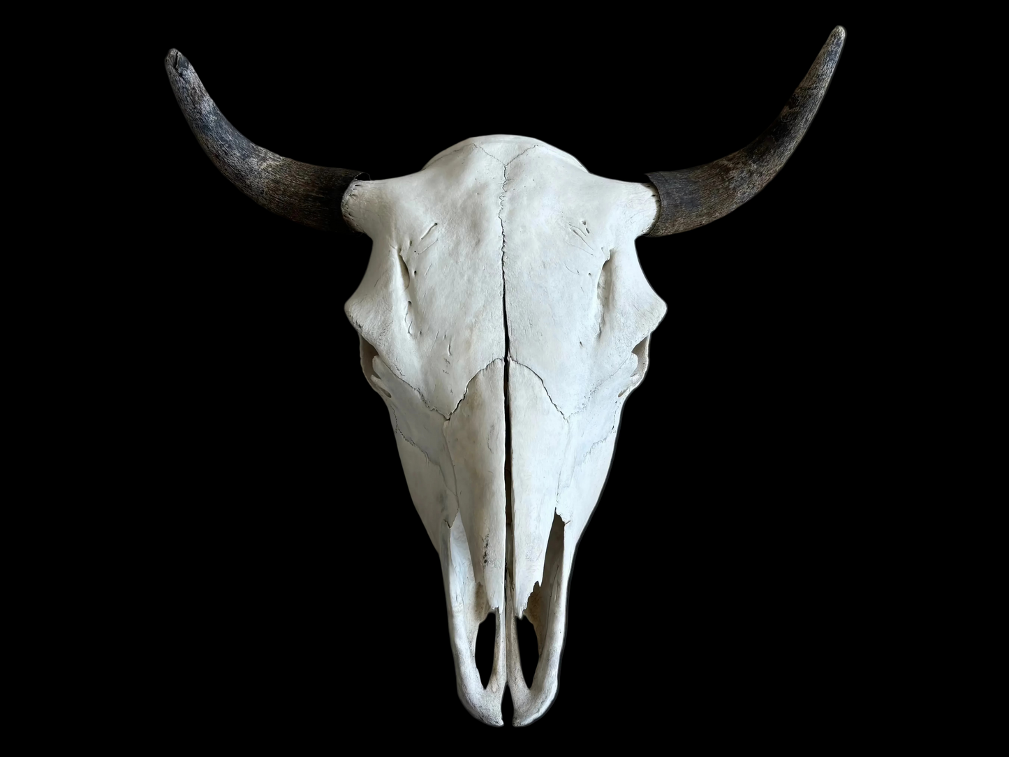 Bison Skull