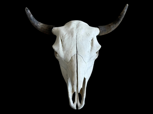Bison Skull