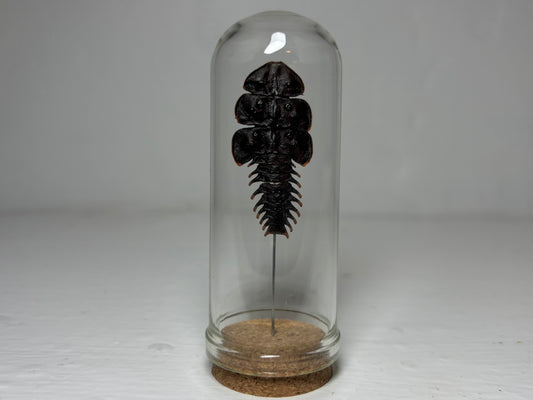 Trilobite Beetle