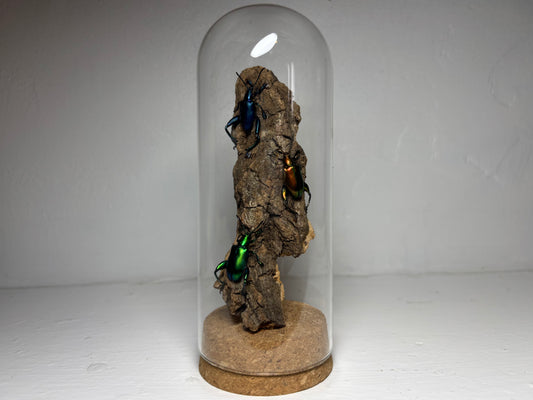Frog Legged Beetle Display