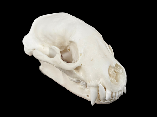 American Badger Skull