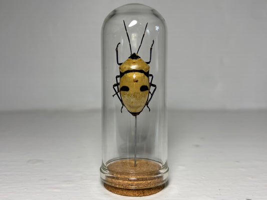 Death’s Head Bug