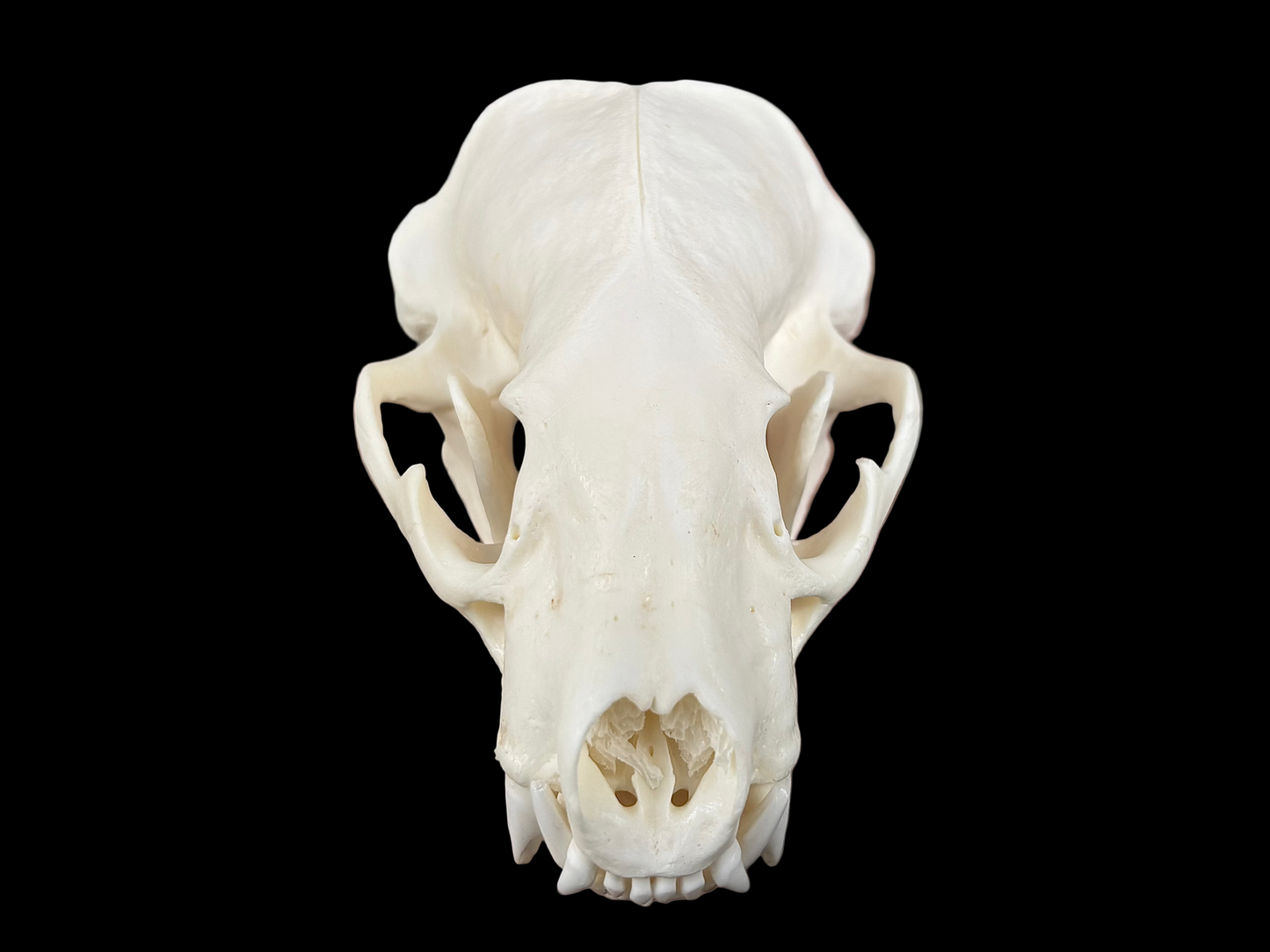 American Badger Skull