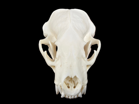 American Badger Skull