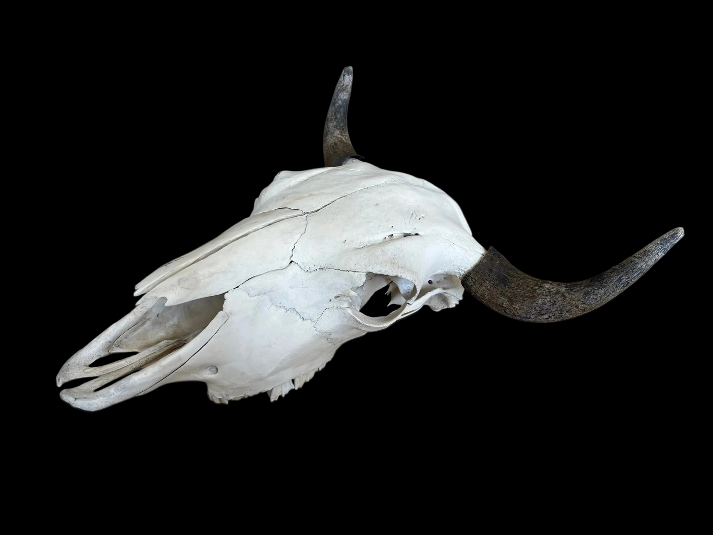 Bison Skull