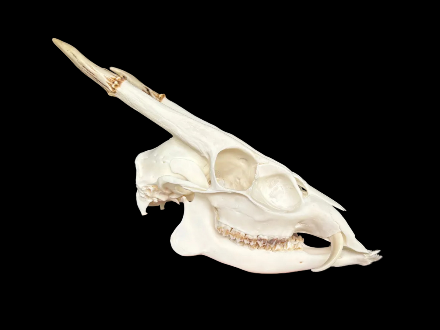 Muntjac Skull