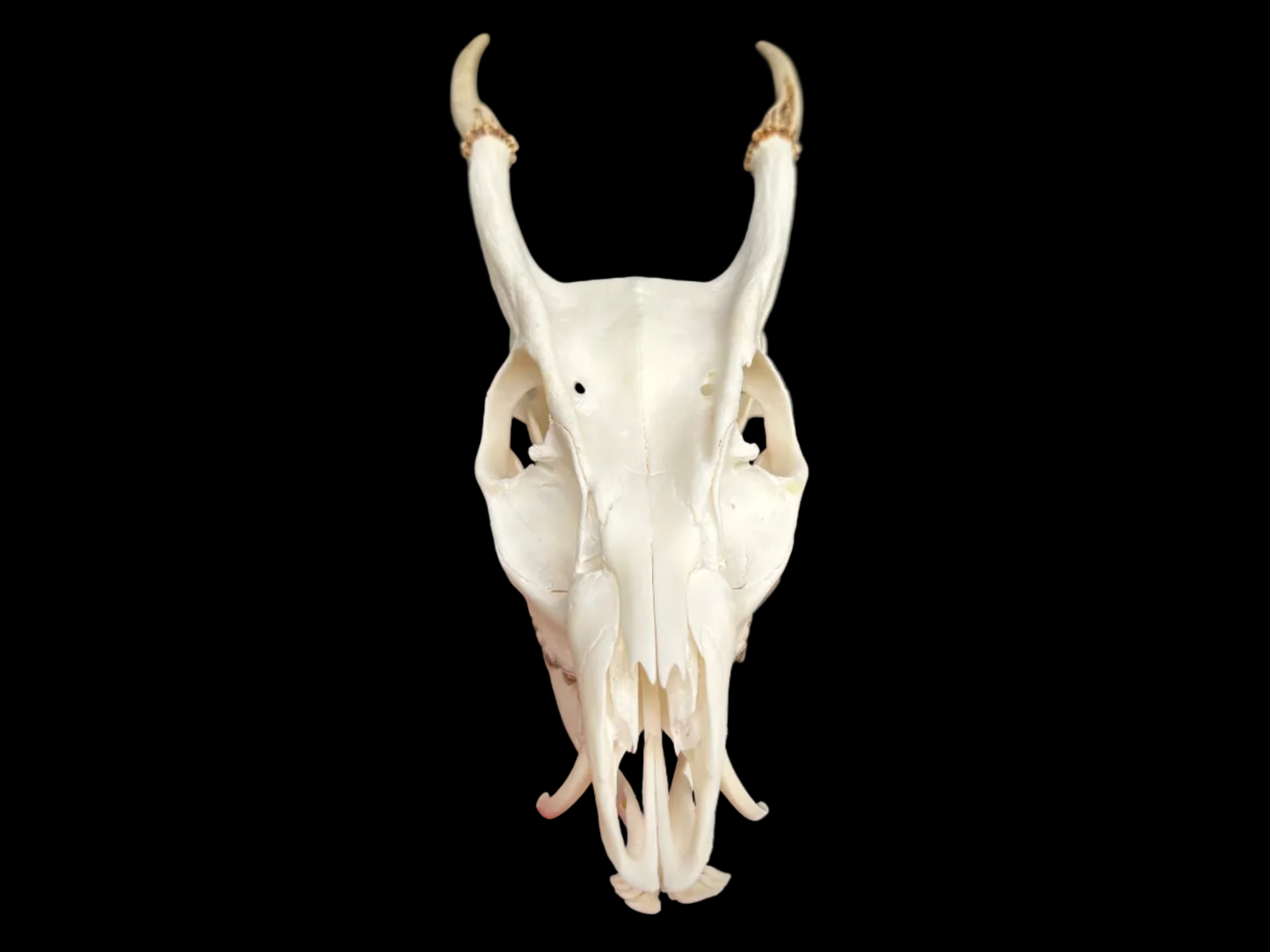 Muntjac Skull