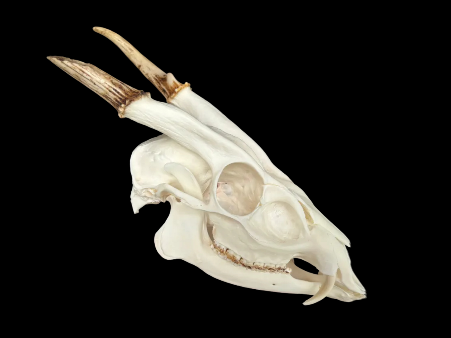 Muntjac Skull