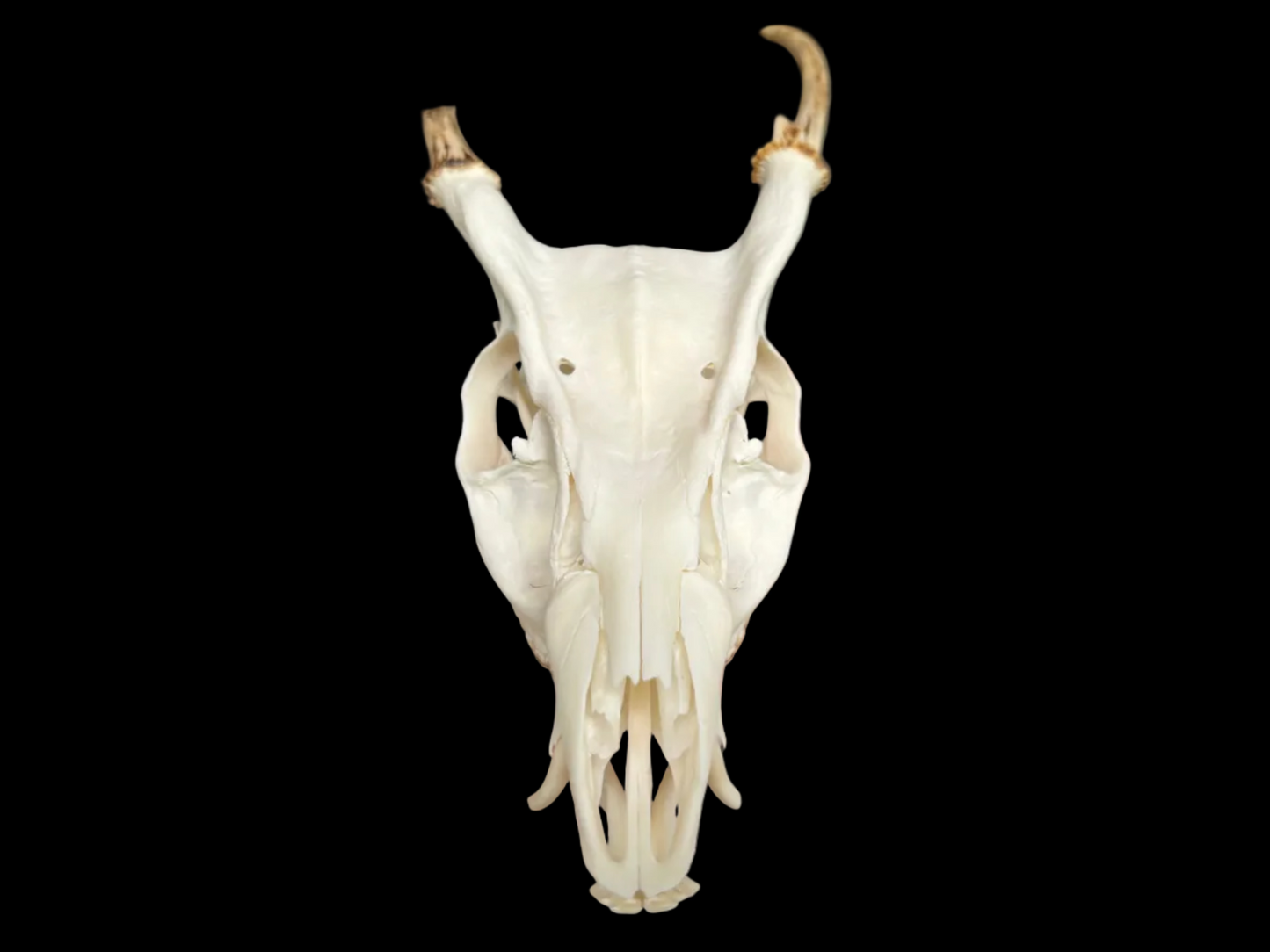 Muntjac Skull