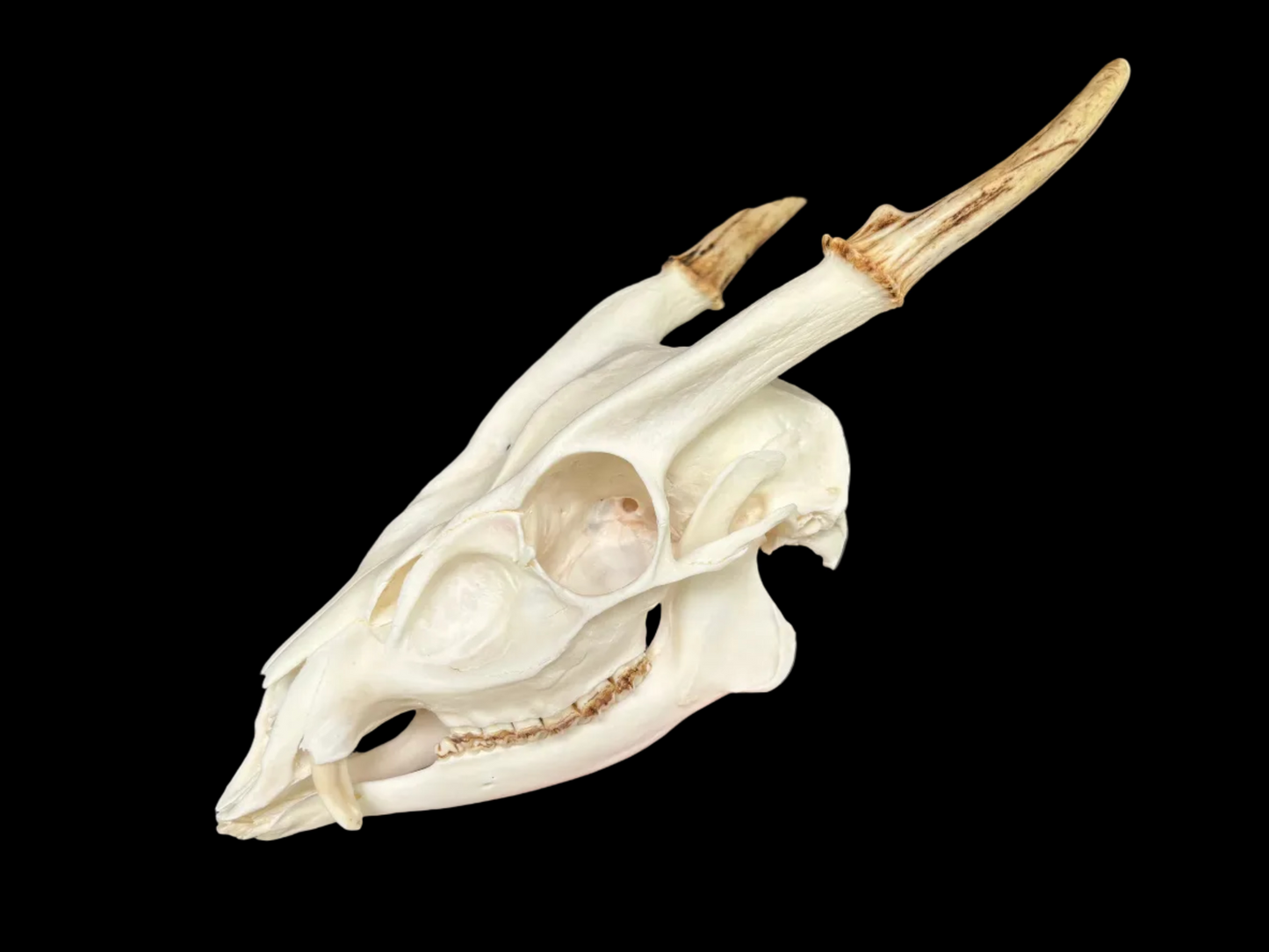 Muntjac Skull