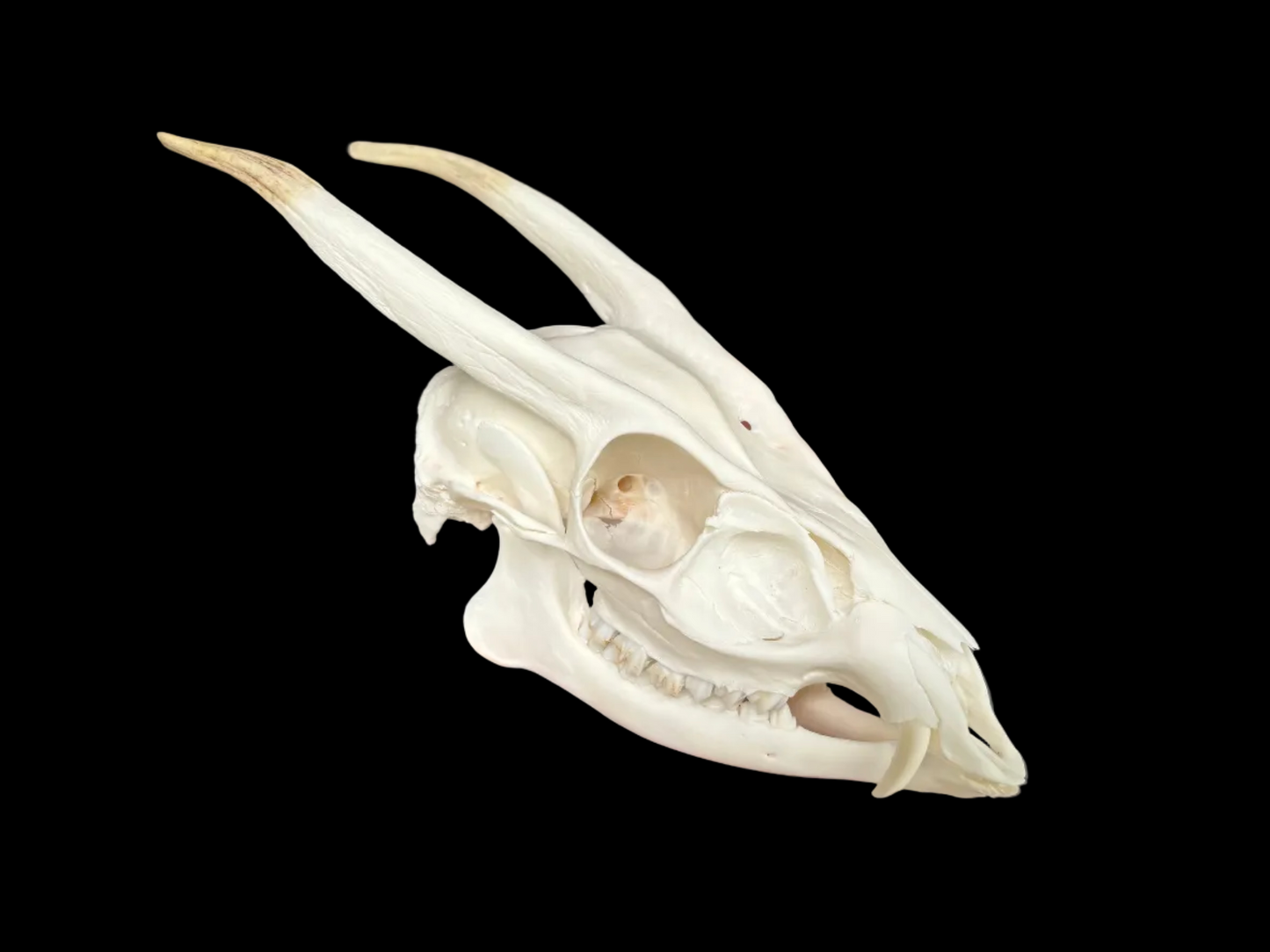 Muntjac Skull