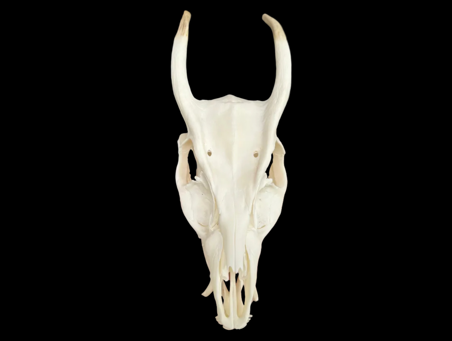 Muntjac Skull